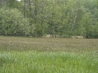 Streuwiese Bucher Moor