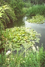 verwilderter Abwasserteich in Kastl