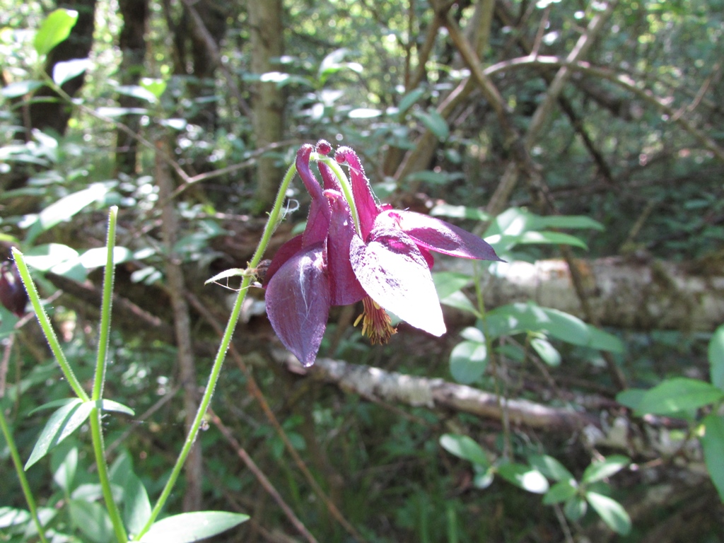 Schwarzviolette Akelei (Aquilegia atrata)
(c) J. Kiefer