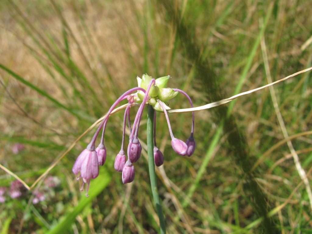 Gekielter Lauch (Allium carinatum) am Rand einer Wiese