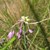 Gekielter Lauch (Allium carinatum) (c) J. Kiefer