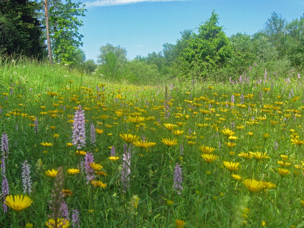 Helm-Knabenkraut (Orchis militaris) und Ochsenauge (Buphthalmum salicifolium) bei Wald / Alz
(c) Landratsamt Altötting oder R. Klett