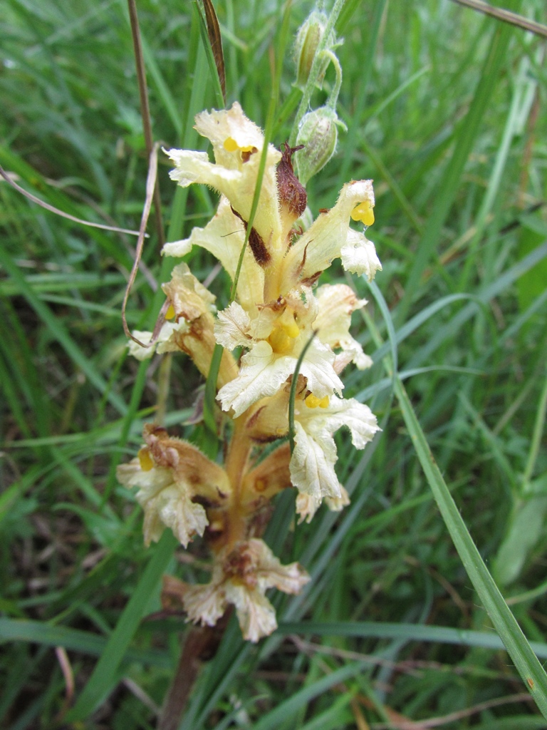 Gelbe Sommerwurz (Orobanche lutea)
(c) J. Kiefer