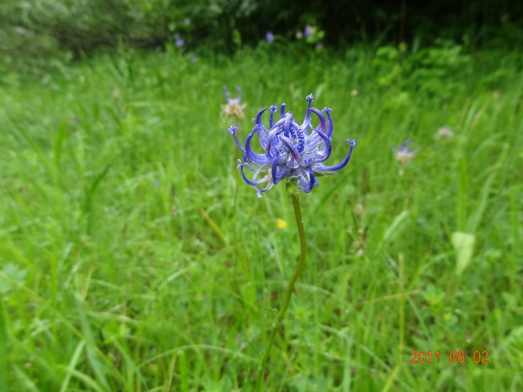 Kugel-Rapunzel (Phytheuma orbiculare)
(c) C. Stein