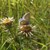 Golddistel (Carlina vulgaris) und Himmelblauer Bläuling
