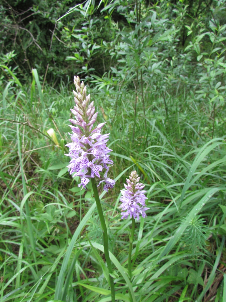 Fuchs’ Knabenkraut (Dactylorhiza fuchsii)
(c) J. Kiefer