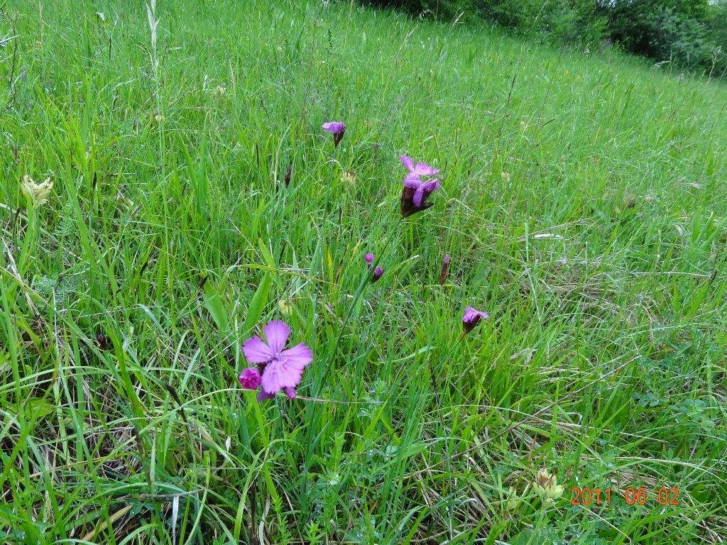 Karthäuser-Nelke (Dianthus carthusianorum)
(c) C. Stein