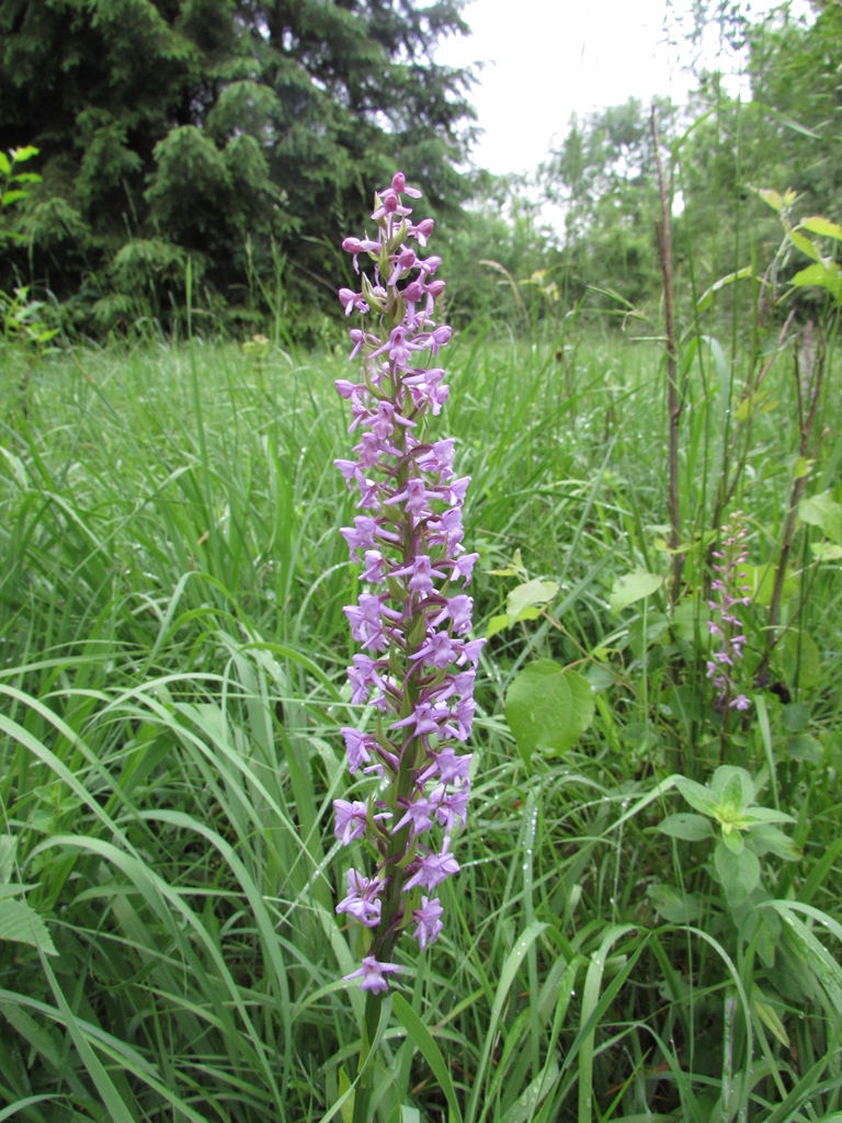 Mücken-Händelwurz (Gymnadenia conopsea)
(c) J. Kiefer