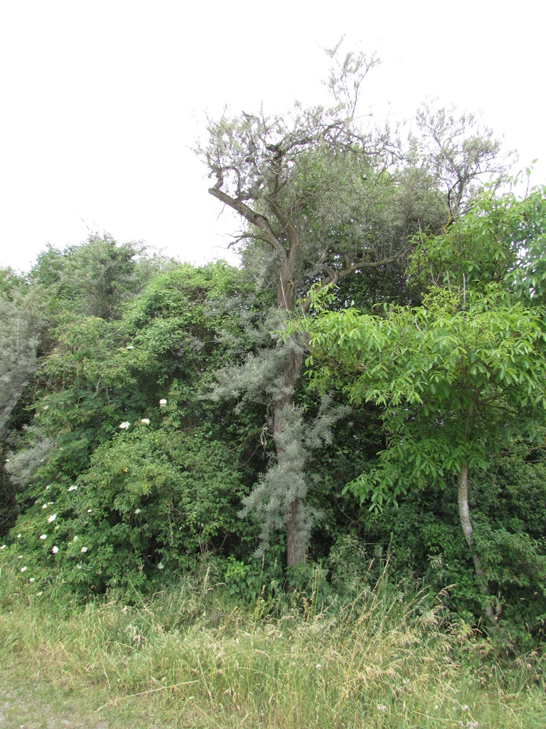 Alter Sanddorn (Hippophae rhamnoides)
(c) J. Kiefer