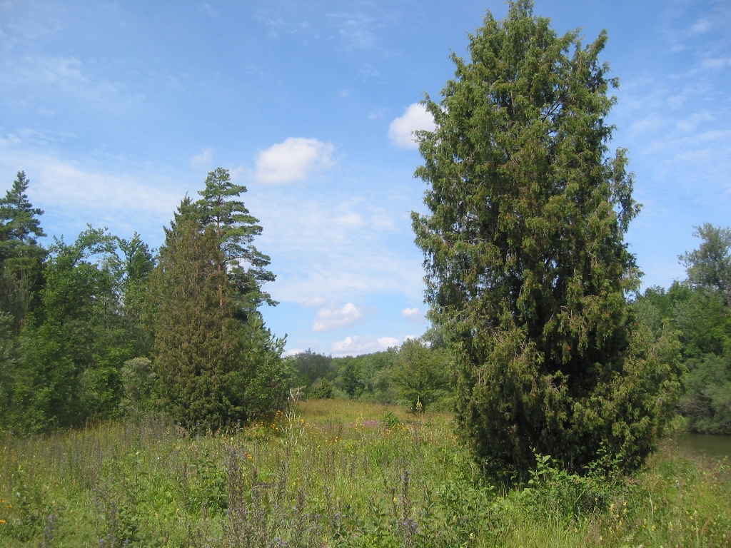 Blütenreiche Brenne mit alten Wacholder (Juniperus communis), einem Zeugnis der früheren Weidenutzung

(c) Landratsamt Altötting oder R. Klett
