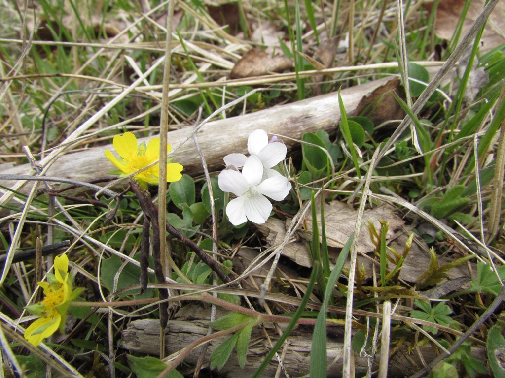 Sand-Veilchen (Viola rupestris)
(c) J. Kiefer