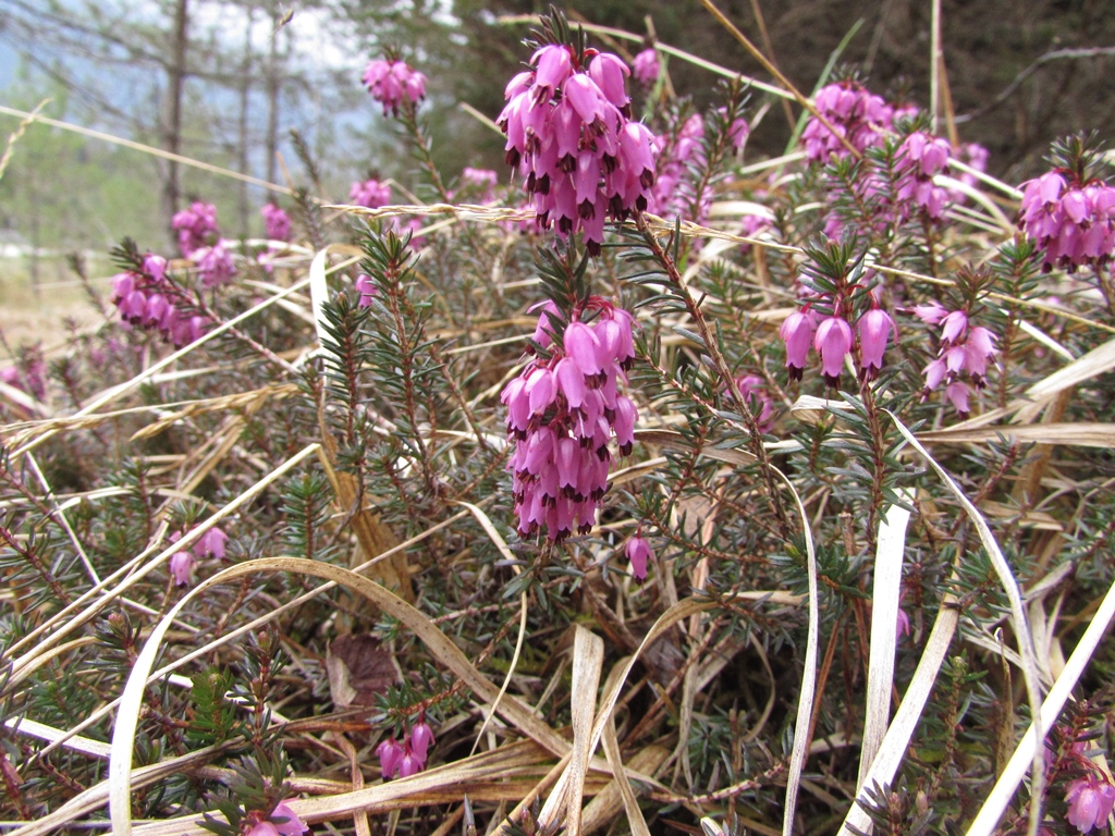 Schneeheide (Erica herbacea)
(c) J. Kiefer