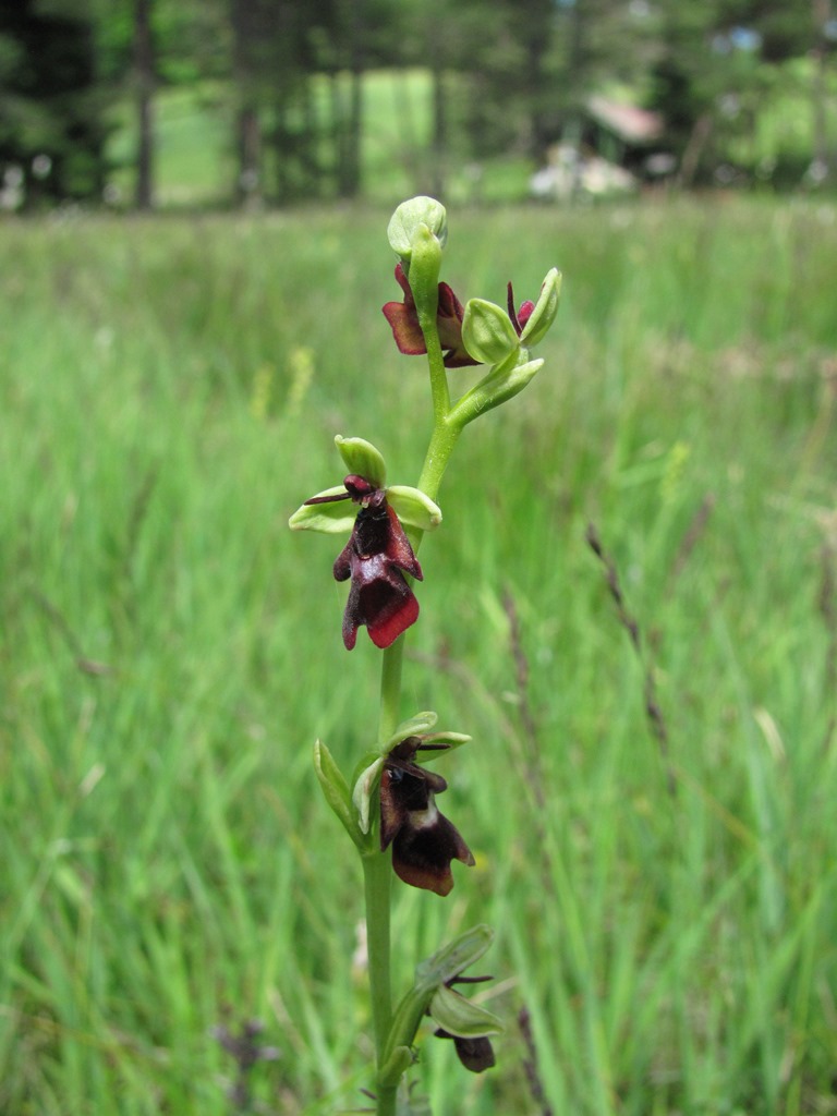 Fliegen-Ragwurz (Ophrys insectifera)
(c) J. Kiefer