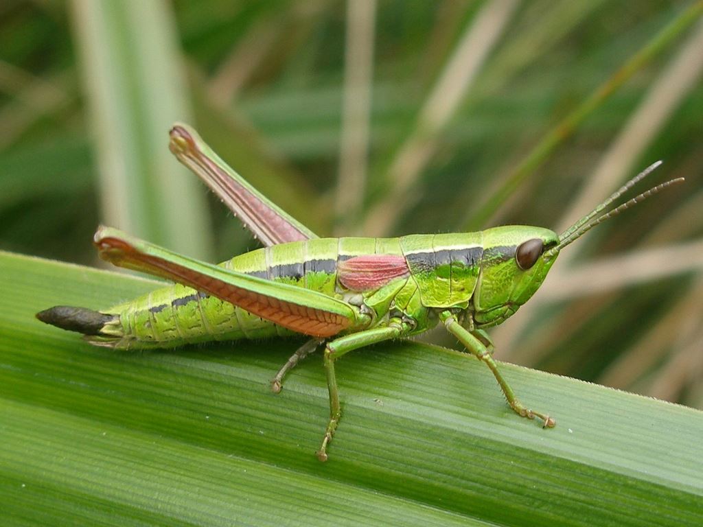 Kleine Goldschrecke (Euthystira brachyptera)