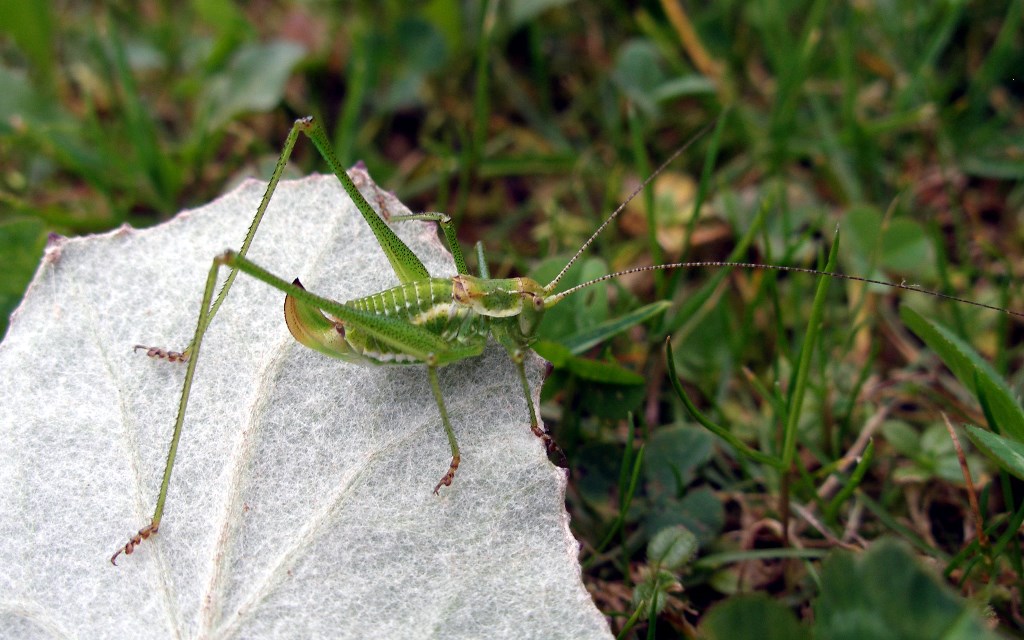 Gestreifte Zartschrecke (Leptophyes albovittata)