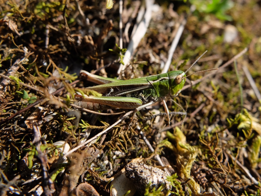 Heidegrashüpfer (Stenobothrus lineatus)