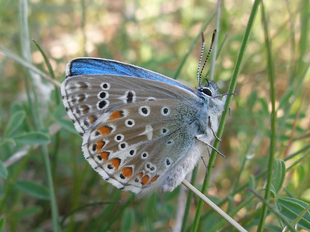 Himmelblauer Bläuling (Polyommatus bellargus)