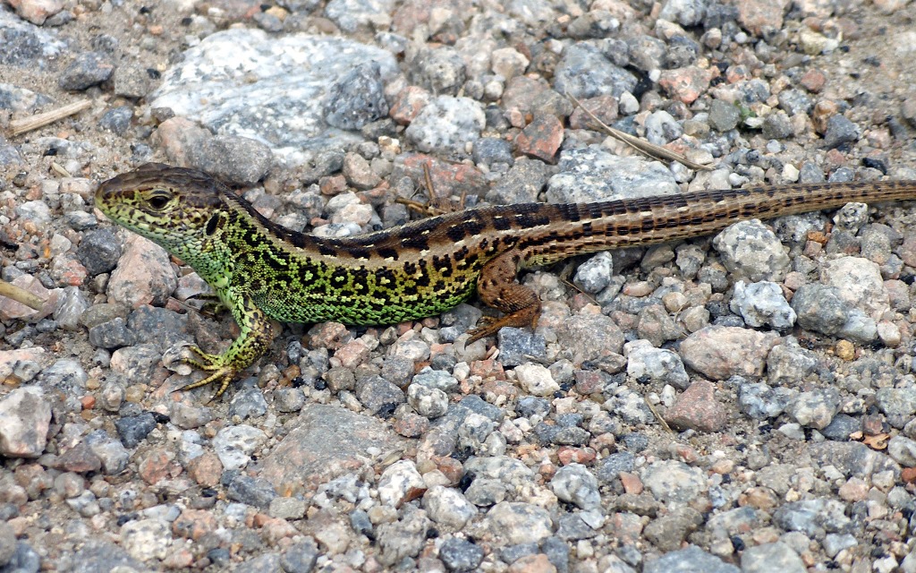 Zauneidechse (Lacerta agilis)