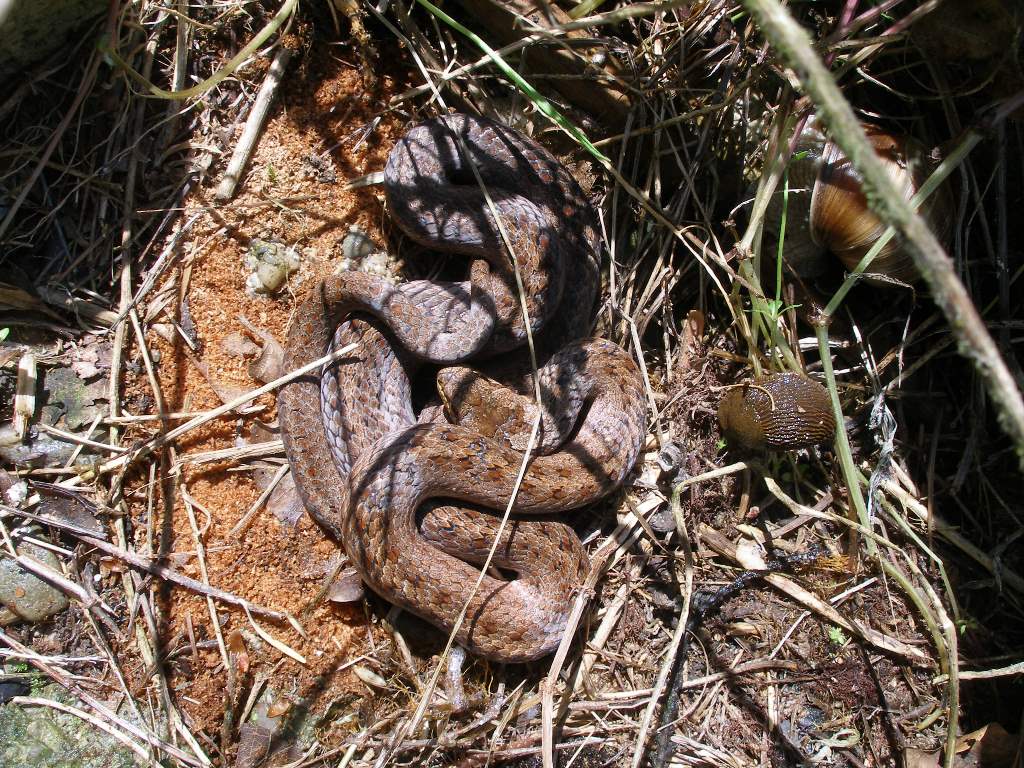 Schlingnatter (Coronella austriaca)