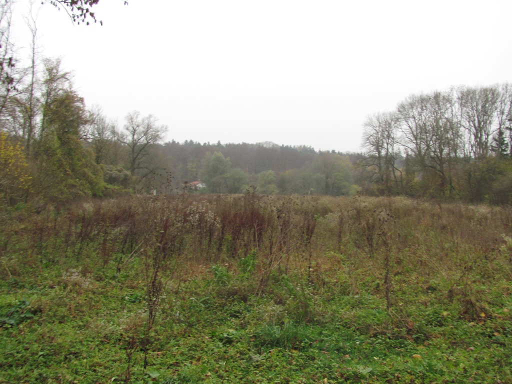 Hochstaudenbewuchs auf kiesigem Boden einer Leitungstrasse in der Alzaue (c) J. Kiefer.jpg