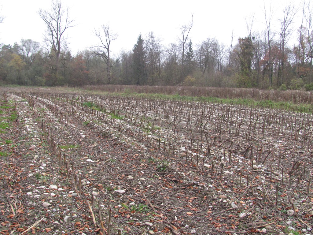 Maisacker auf kiesigem Boden in der ehemaligen (nicht mehr überschwemmten) Alzaue (c) J. Kiefer.jpg