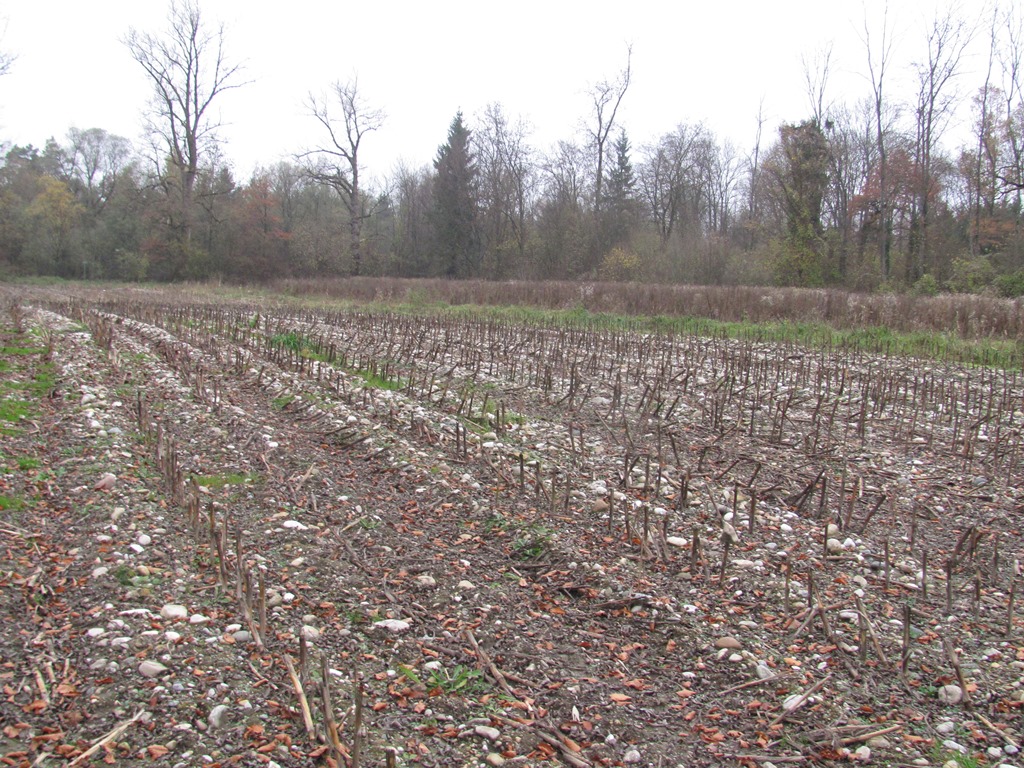 Maisacker auf kiesigem Boden in der ehemaligen (nicht mehr überschwemmten) Alzaue (c) J. Kiefer.jpg