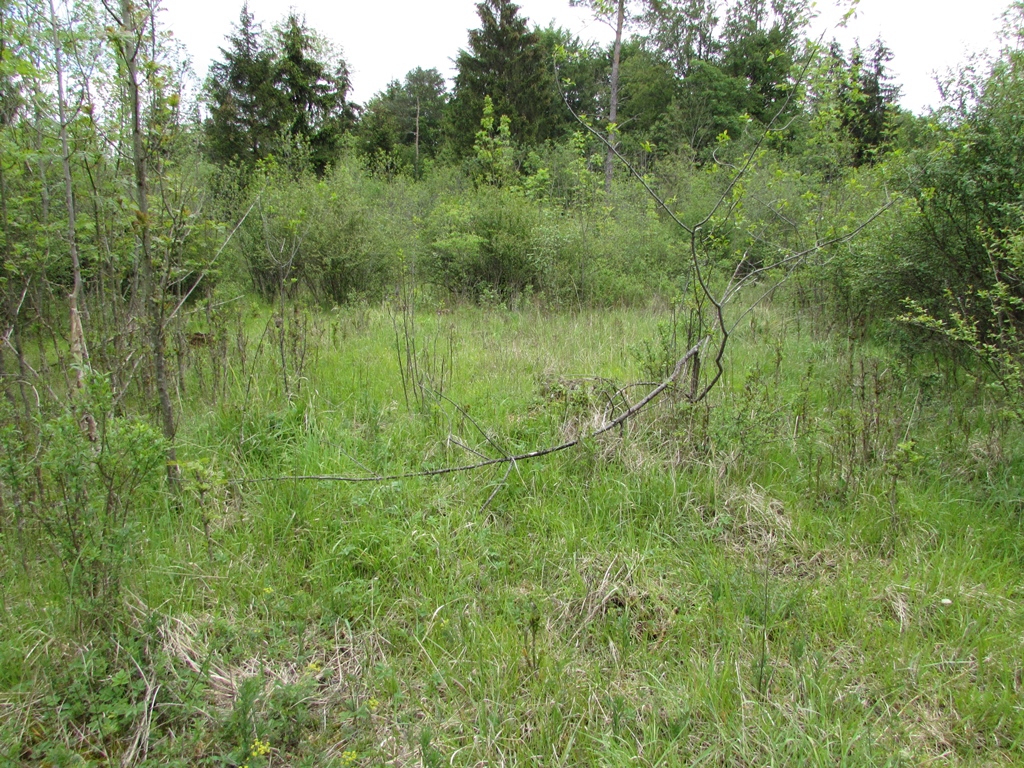 Verbuschte Brenne in der Alzaue. (Pachtfläche Wald) (c) J. Kiefer.jpg