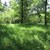 Waldbestand auf kiesigem Boden der Alzaue mit kleinflächig eingestreut
