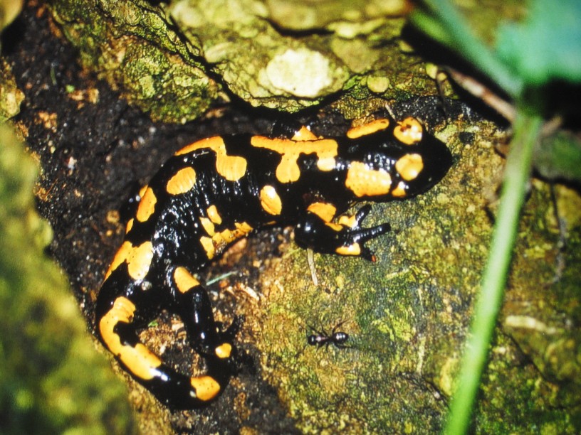 Feuersalamander klettert neben einer Ameise über einen nassen Ast