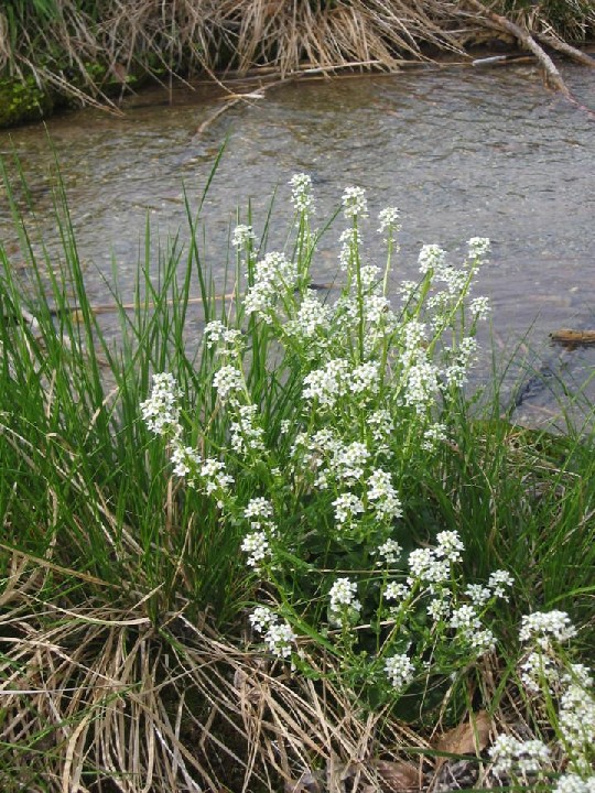 weißblühendes Pyrenäenlöffelkraut vor einem kleinen Teich