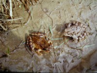 ein Grasfrosch und eine Erdkröte sitzen auf schlammigen Untergrund