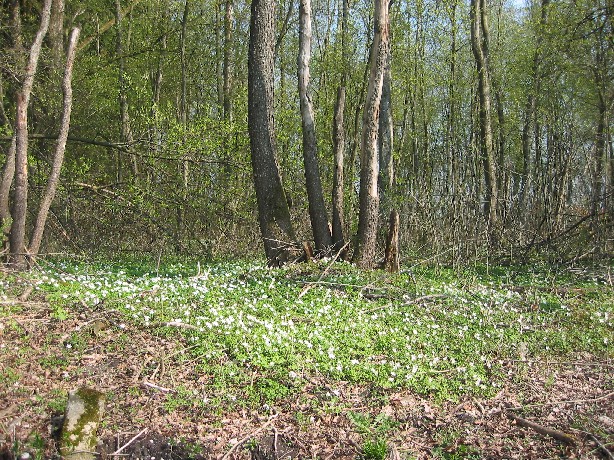 Erlenwald mit Frühlingsblühern auf dem Waldboden