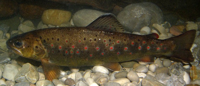 eine Bachforelle schwimmt auf dem Gewässergrund