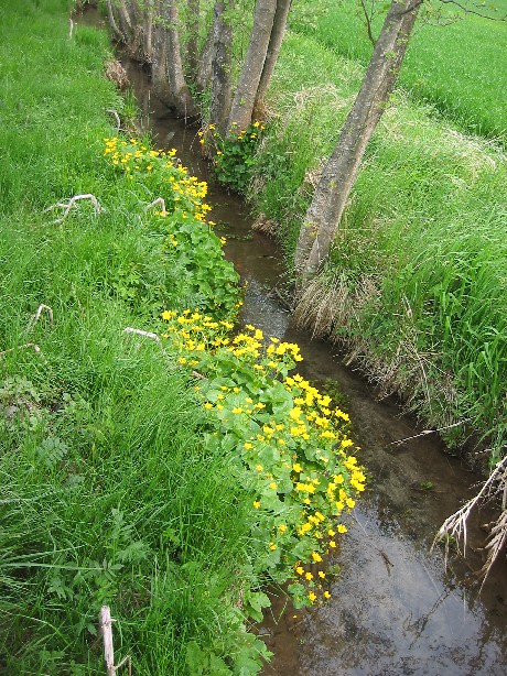 ein Wassergraben an der Osterwiese mit blühenden Sumpfdotterblumen