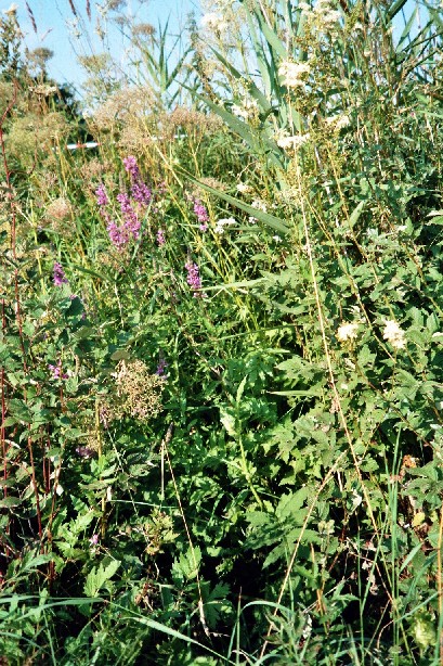 Graben mit Mädesüß (Filipendula ulmaria) und Blutweiderich (Lythrum salicaria) rechts: Dunkler Wiesenkopfameisenbläuling (Glaucopsyche nausithous) am Großen Wiesenknopf (Sanguisorba officinalis) am Graben blüht ein Mädesüß und ein Butterweiderich