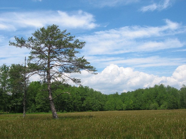 Quellmoor bei einer wildbelassenen Wiese vor einem Wald