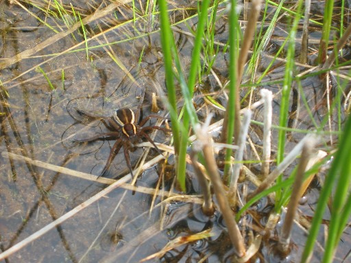 Jagdspinne auf Nahrungssuche in bewachsener Ufergegend