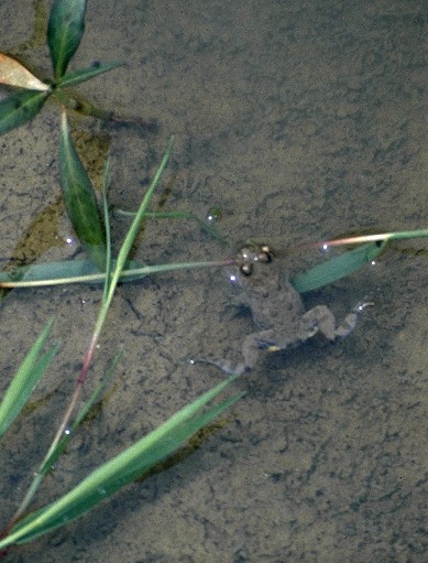 Gelbbauchunke sitzt auf schilfartigem Blatt im seichten Wasser