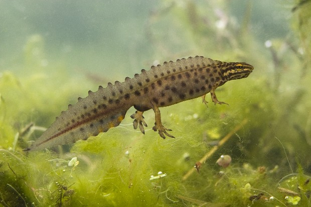 eine Teichmolch schwimmt neben einer Algenpflanze in einem Gewässer