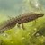 eine Teichmolch schwimmt neben einer Algenpflanze in einem Gewässer