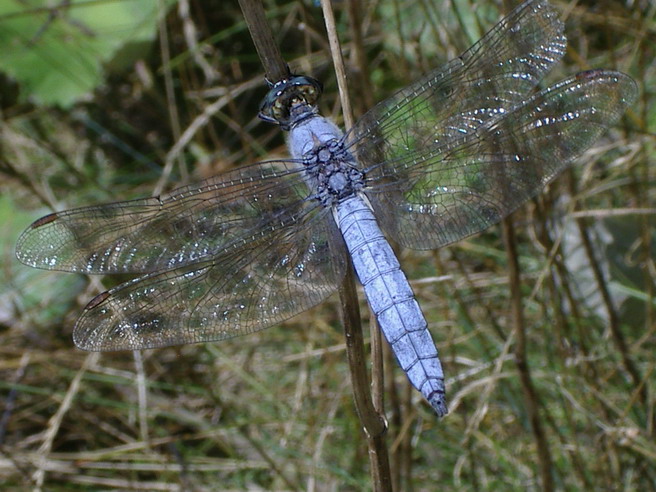 die Libelle (Südlicher Blaupfeil) sitzt auf einem Stängel