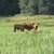 Rinder weiden auf einer eingezäunten Wiese am Waldesrand
