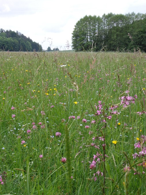 weitläufige Wiese mit bewaldeten Seitenbereichen