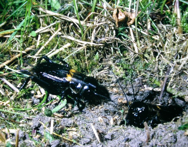 links: Feldgrillen (Grillus campestris) rechts: Kleiner Heufalter (Coenonympha pamphillus) sind Vertreter der auf diesen Lebensraum angewiesenen Insekten zwei Feldgrillen an einem Erdloch