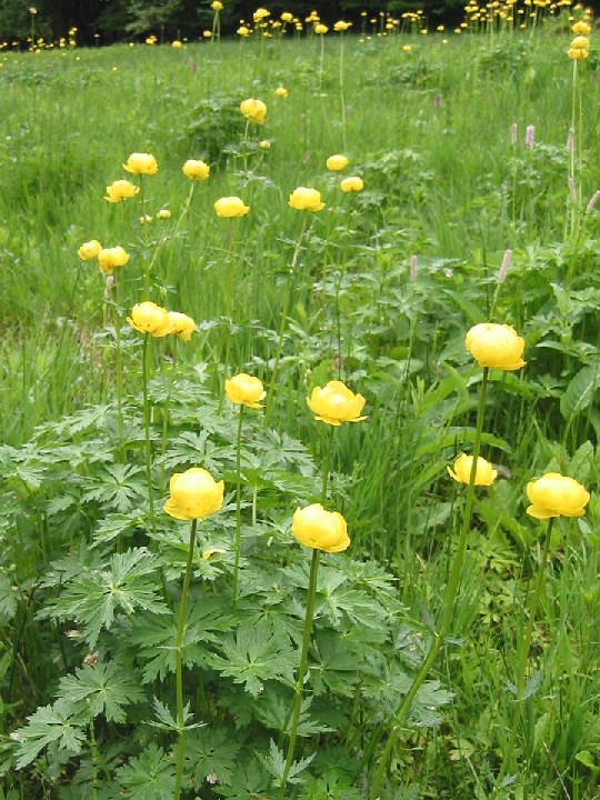 die markant, gelbblühende Trollblume auf einer Grünfläche