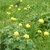 die markant, gelbblühende Trollblume auf einer Grünfläche