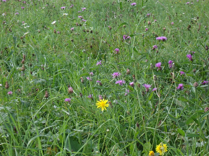 großflächig blühende Wiesenpflanzen