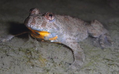 Gelbbauchunke Gelbbauchunke sitzt im seichten Gewässer