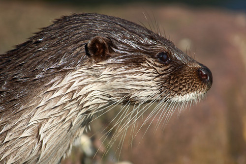 Fischotter schaut in die Umgebung