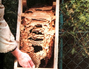 alternative Unterbringung für Hornissen, der Hornissenkasten